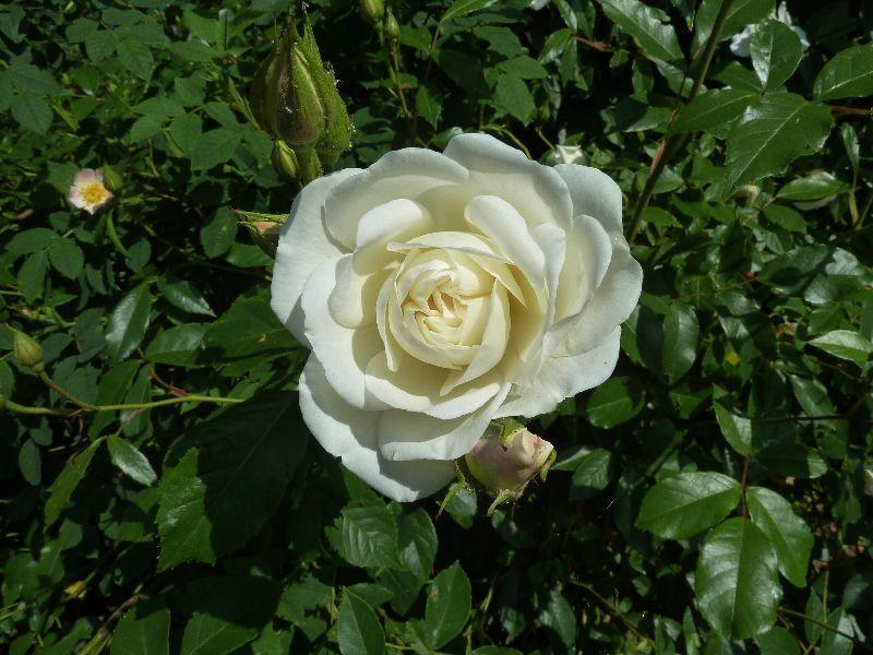 ..rose-erl.JPG