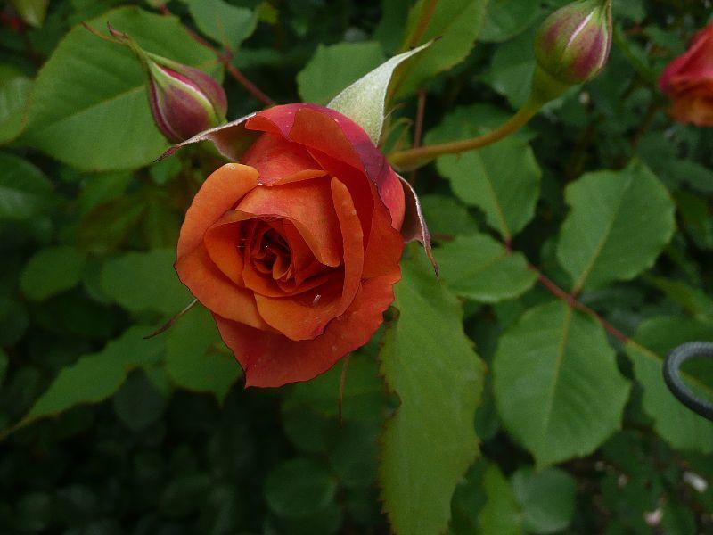 035-rose-erl.JPG