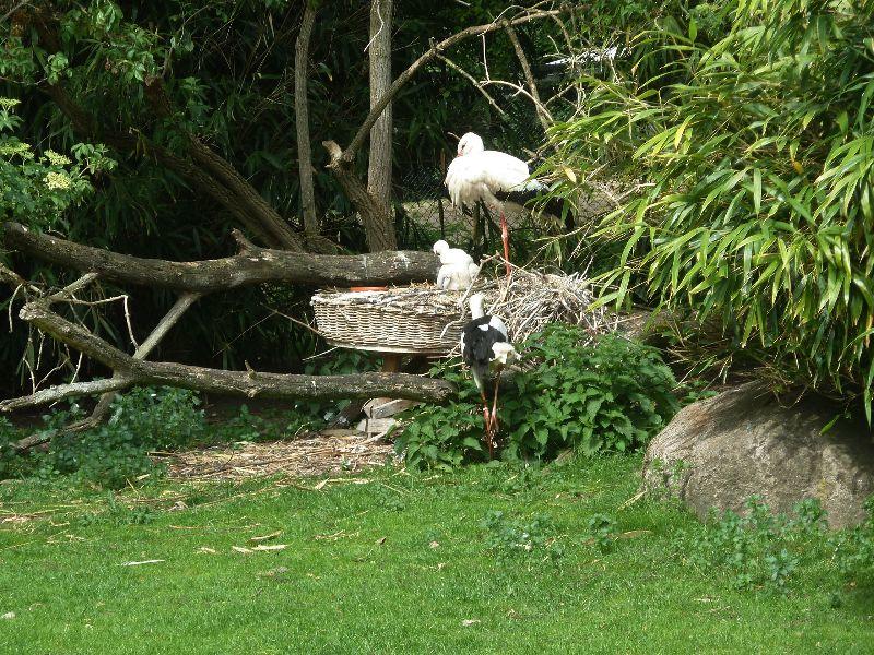 storch-erl.JPG