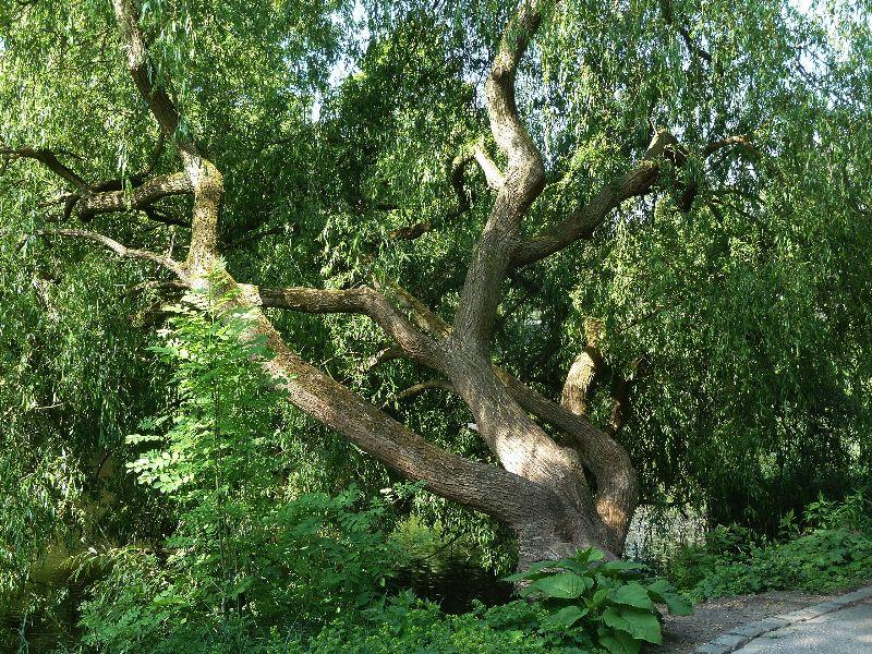 --baum-erl.JPG