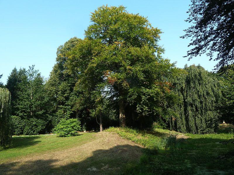 baum-erl.JPG