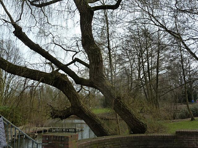 baum-erl.JPG