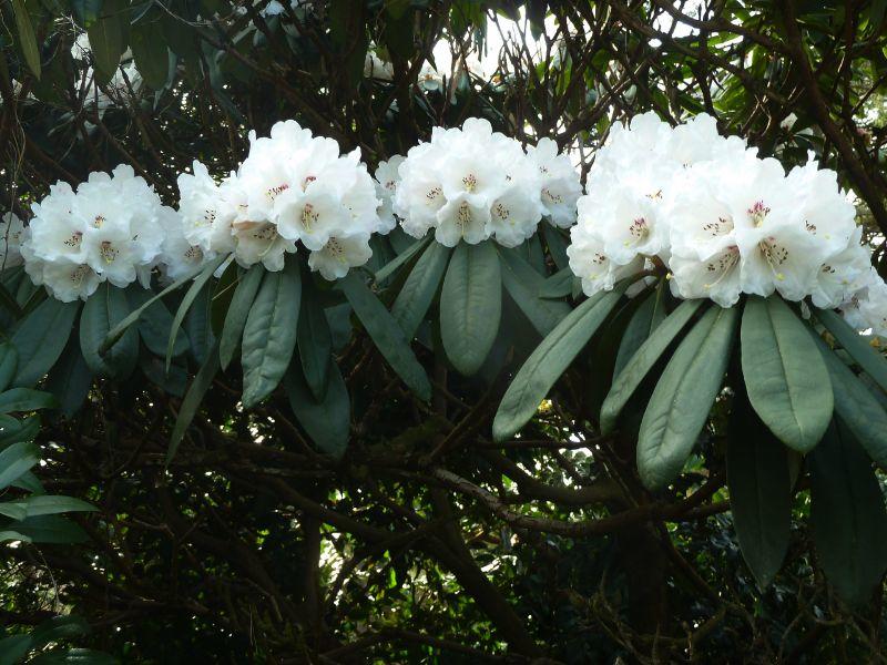 2rhodo-erl.JPG