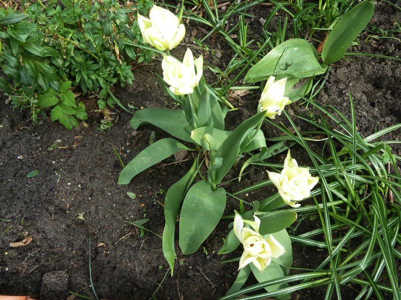 tulpen-erl.JPG