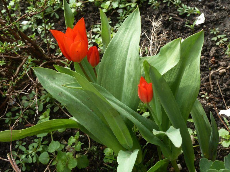 --tulpen-erl.JPG