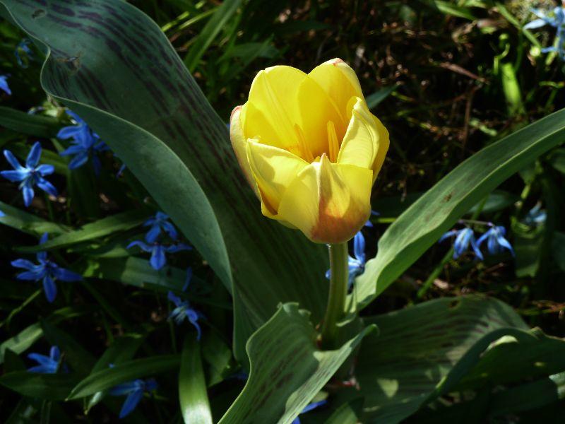 tulpe-erl.JPG