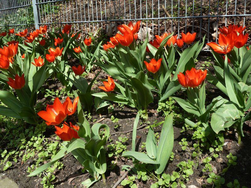 ,,,tulpen-erl.JPG