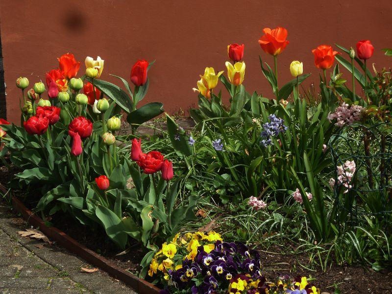 tulpen-erl.JPG