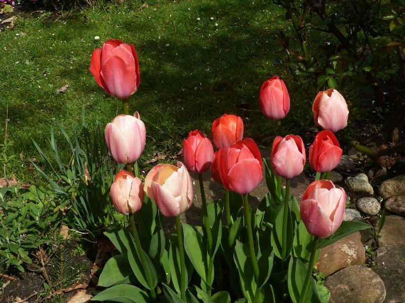 tulpen-erl.JPG