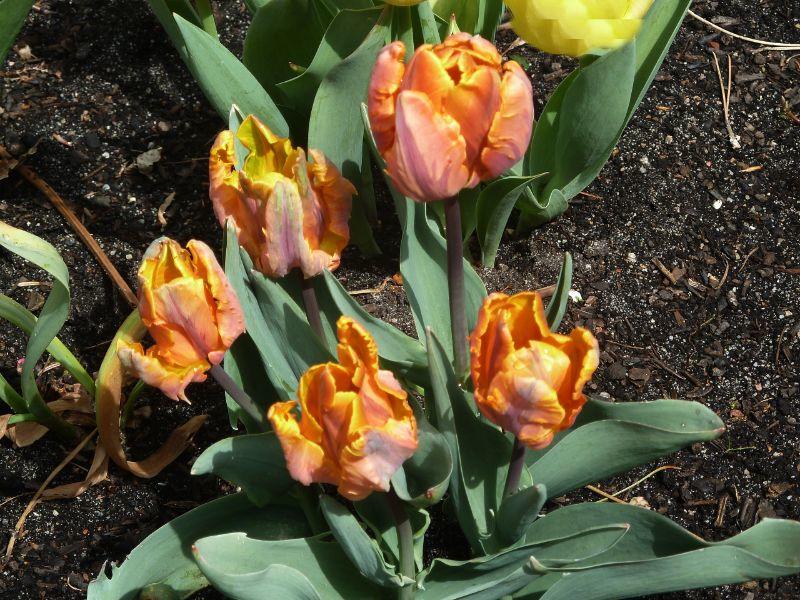 ,,,tulpen.-erl.JPG