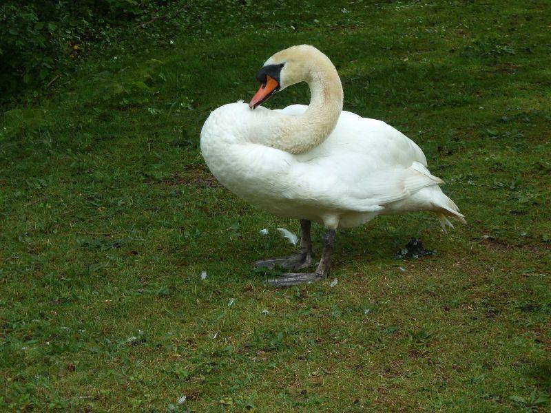 schwan-erl.JPG