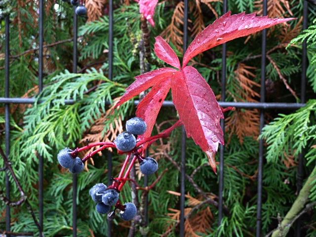 rotes-blatt-erl.JPG