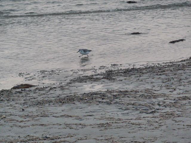 strandläufer-erl.JPG