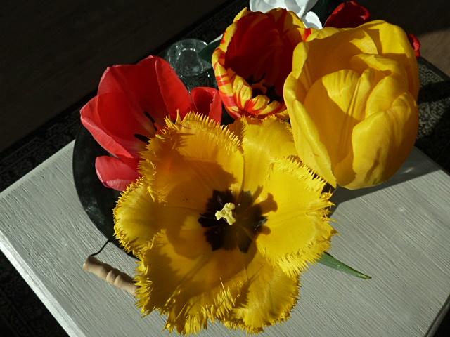 ,,,tulpen-erl.JPG