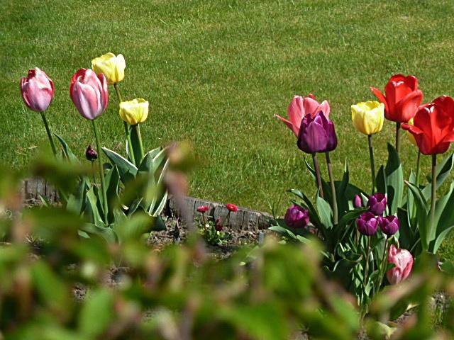 2tulpen-erl.JPG