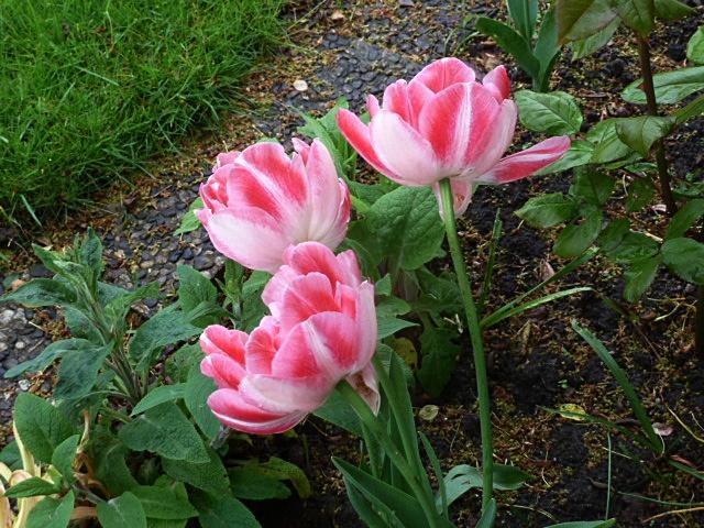 tulpen-erl.JPG