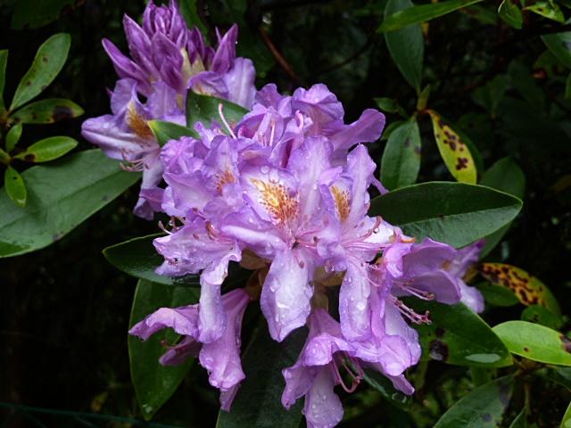 rhodo-erl.JPG