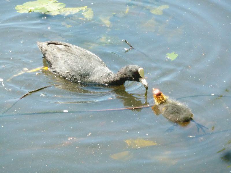 2familie-erl.JPG