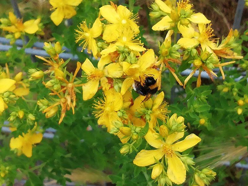 hummel-,insekt-erl.jpg