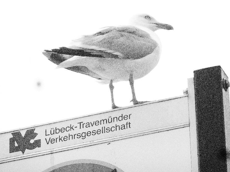 2möwe-erl.JPG