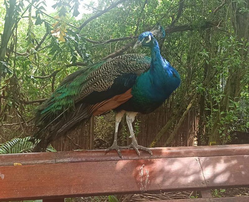 pfau---erl.jpg