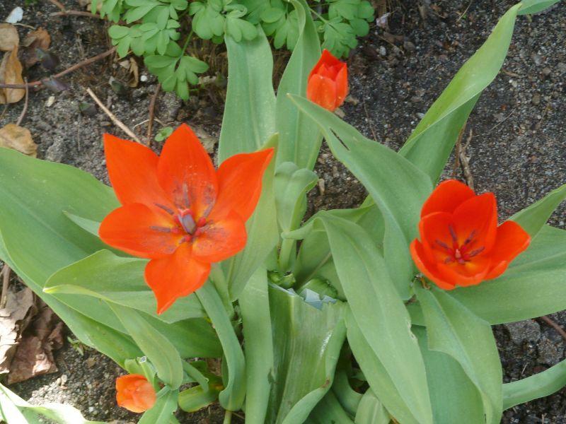 ,,,,tulpen-erl.JPG