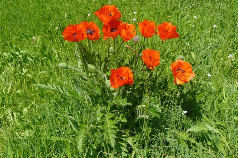 mohn-erl.JPG