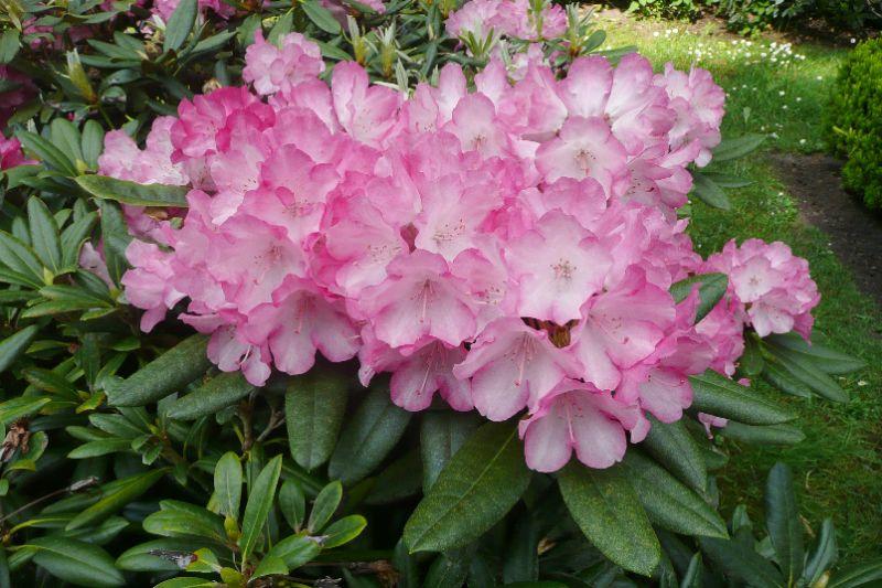 rhodo-erl.JPG