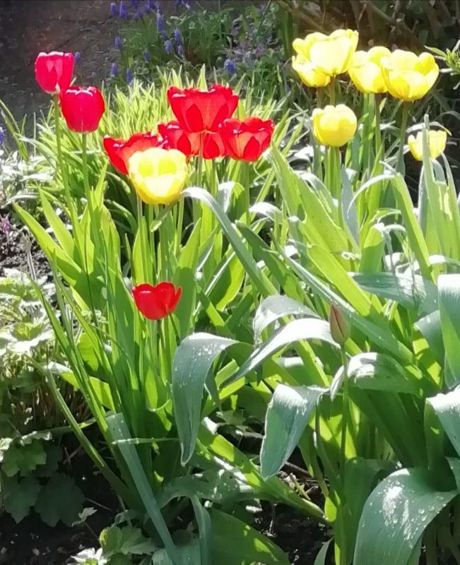 2tulpen-erl.jpg