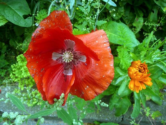 mohn-erl.JPG