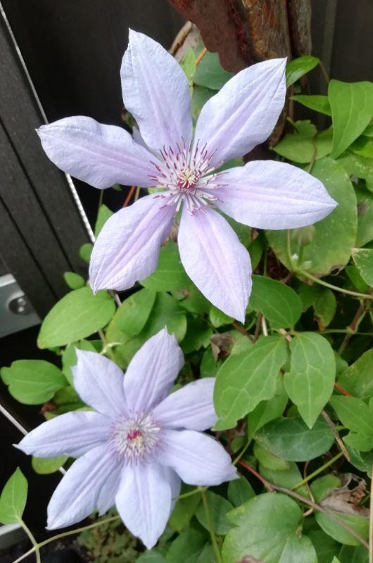 clematis-3-erl.jpg