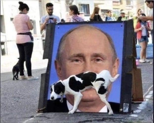 dogputin.jpg