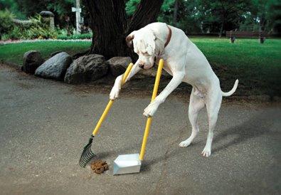 doggie-pooper-scooper.jpg