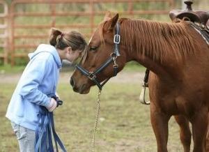 holistic-horse-treatements_large.jpg