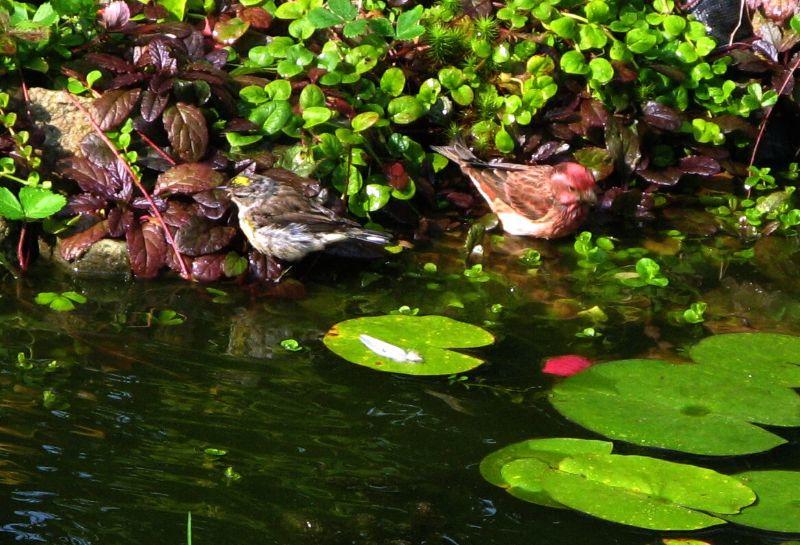 birds at pond sept 16 2006 (3)24.jpg