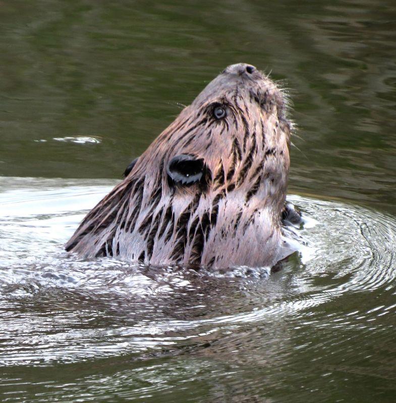 BEAVER.SEVEN BRIDGES 2016-04-23 1.jpg