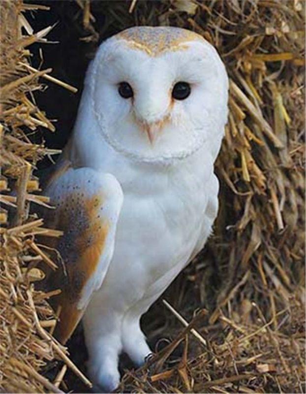 White-owl-picture-3D-lenticular-picture-of.jpg