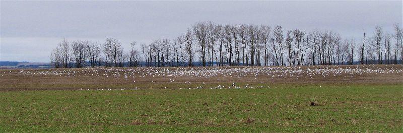 GULLS APRIL 1 20101.jpg