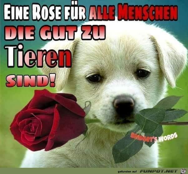 Eine_Rose_fuer_alle_Menschen.jpg