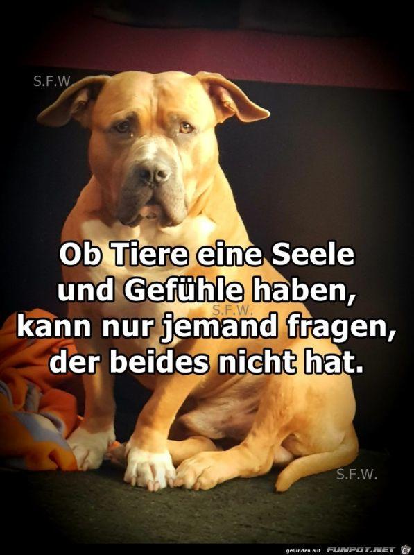 Ob_Tiere_eine_Seele_und_Gefuehle_haben.jpg