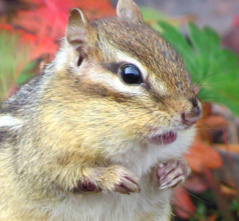 CHIPMUNK 2016-11 20 03224.jpg