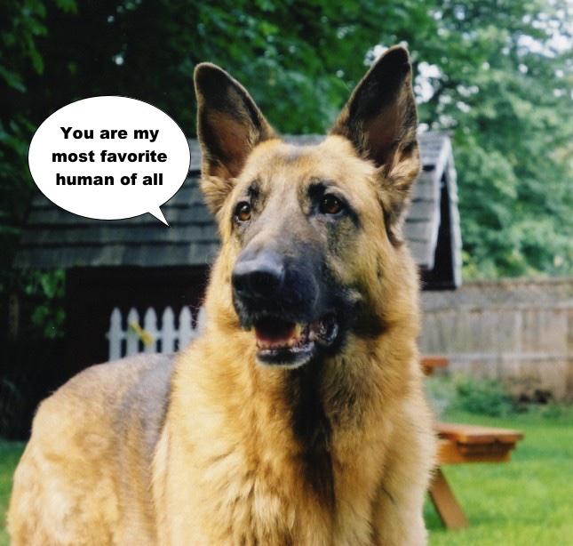 German_Shepherd.jpg