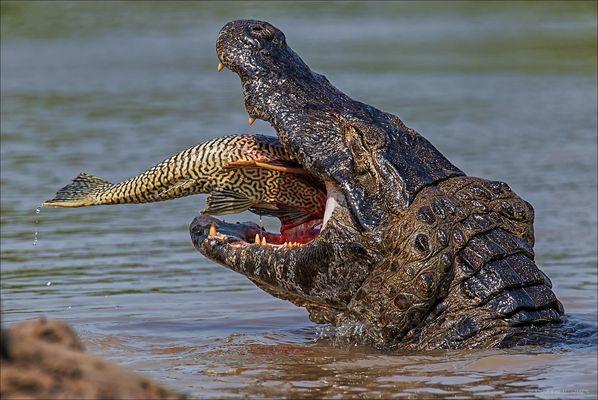 pantanal-47-mahlzeit-35f2afbe-8e33-4fd6-b4f1-df97800a6d1e.jpg