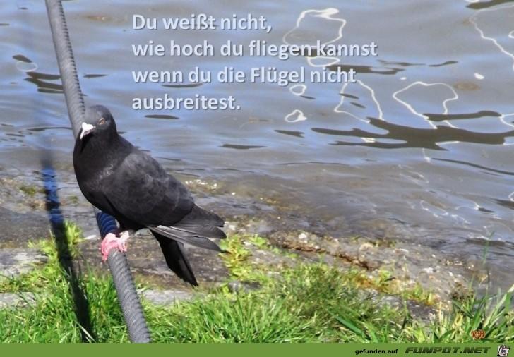 du_wei_sst_nicht_wie_hoch_du_fliegen_kannst.jpg