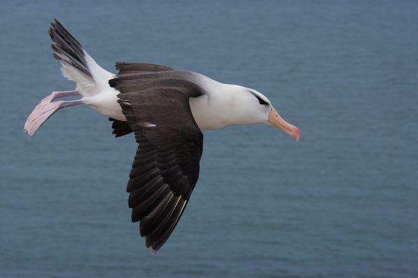 albatros-vor-helgoland-8f15a07c-48a3-4562-b2ed-f6c996a26693.jpg