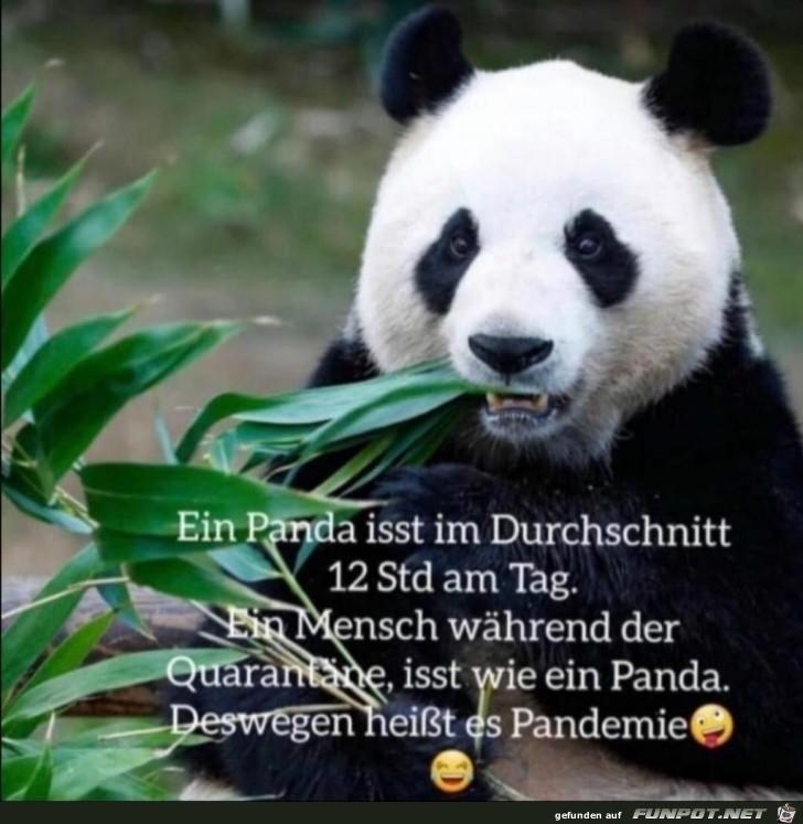 Ein_Mensch_isst_waehrend_der_Quarantaene_wie_ein_Panda.jpg