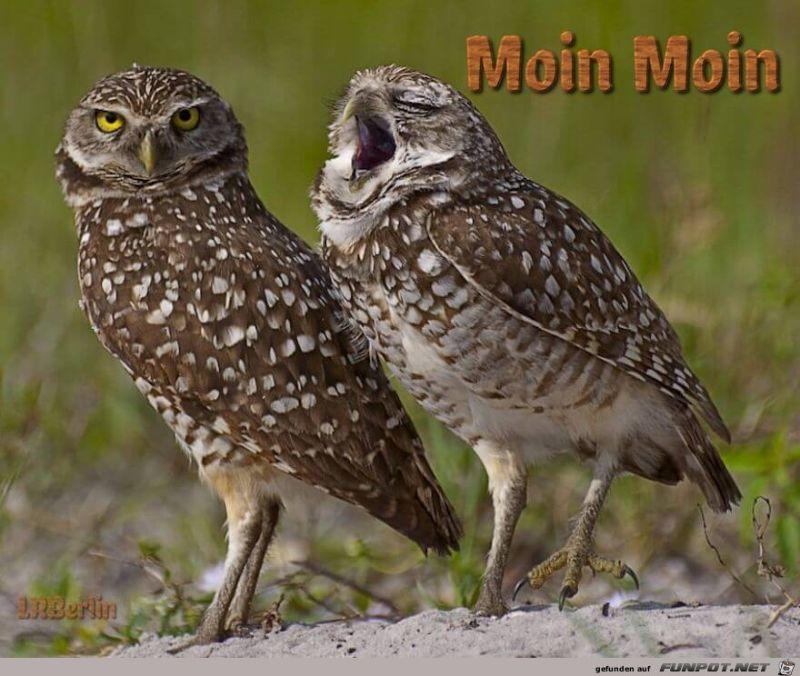 Moin_Moin.jpg