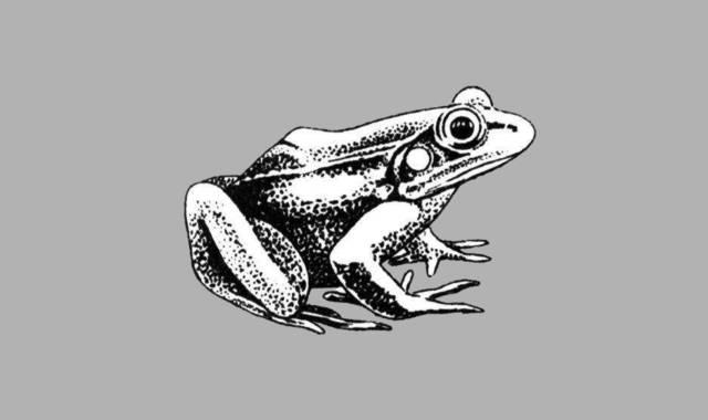 frosch.jpg