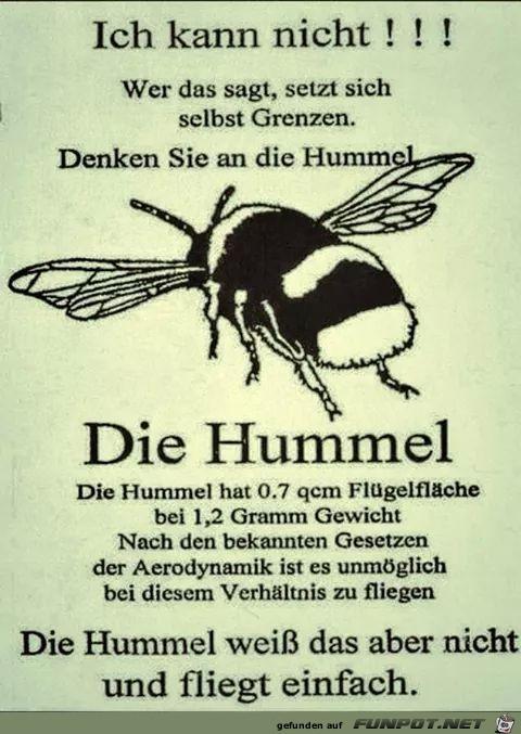 die_Hummel.jpg