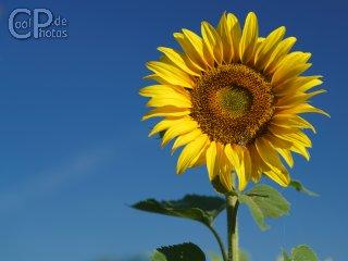 0727_00963_sonnenblume.jpg